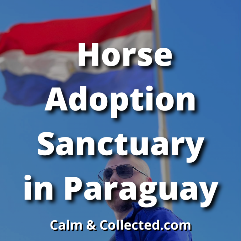 dylan madden Horse Adoption Sanctuary in Paraguay
